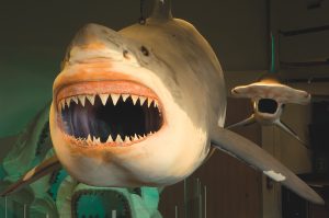 MEGALODON – Largest Shark that Ever Lived | Museum of Arts and Sciences