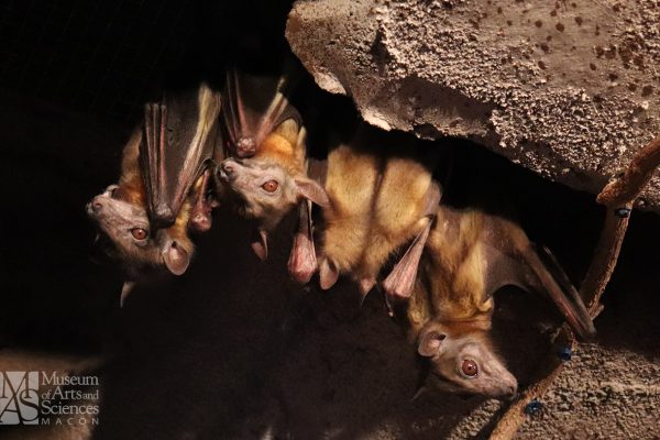 4 bats hang closely huddled together in a dark, rocky cave.