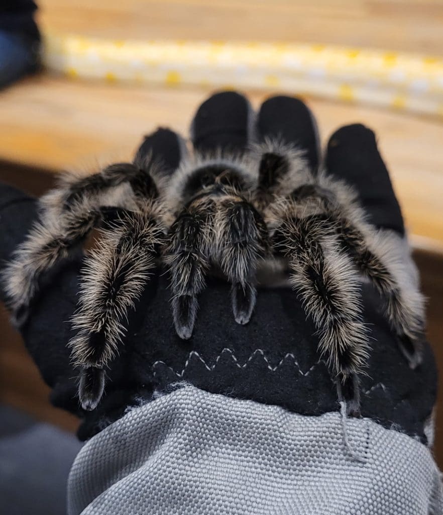 Curly Hair Tarantula resting in palm of hand