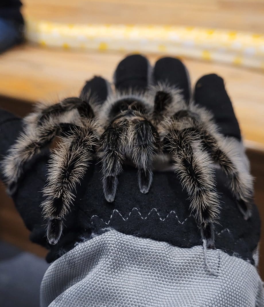 Curly Hair Tarantula resting in palm of hand