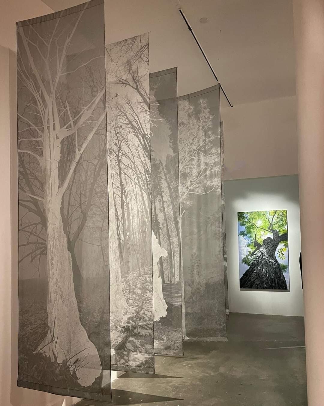 Vulnerable & Vanishing Trees - Carin Wagner - MAS Macon