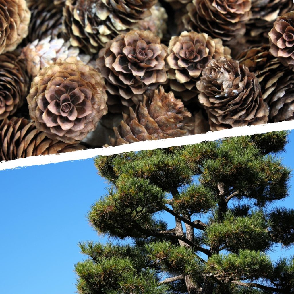 Classification field trip program image comparing pinecones to pine trees