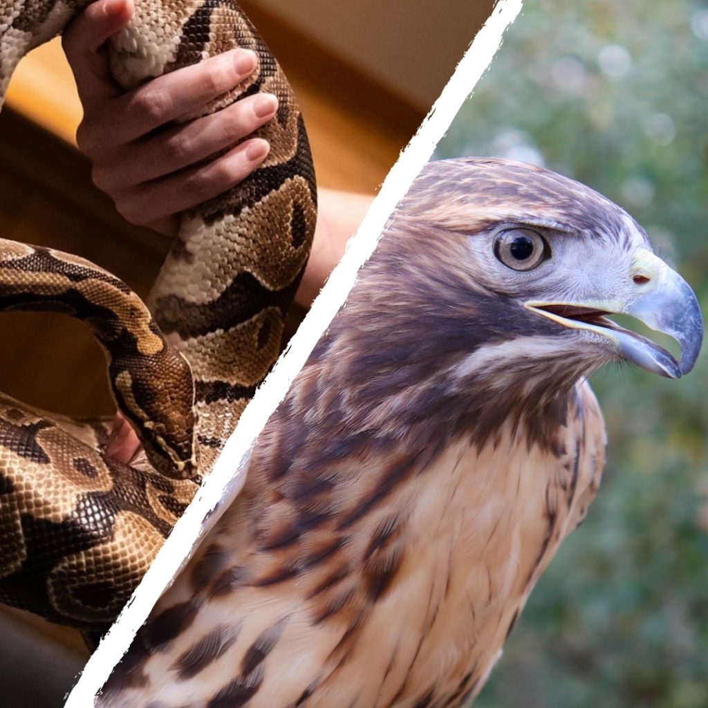 Stayin' Alive Field Trip image with red-tailed hawk and snake