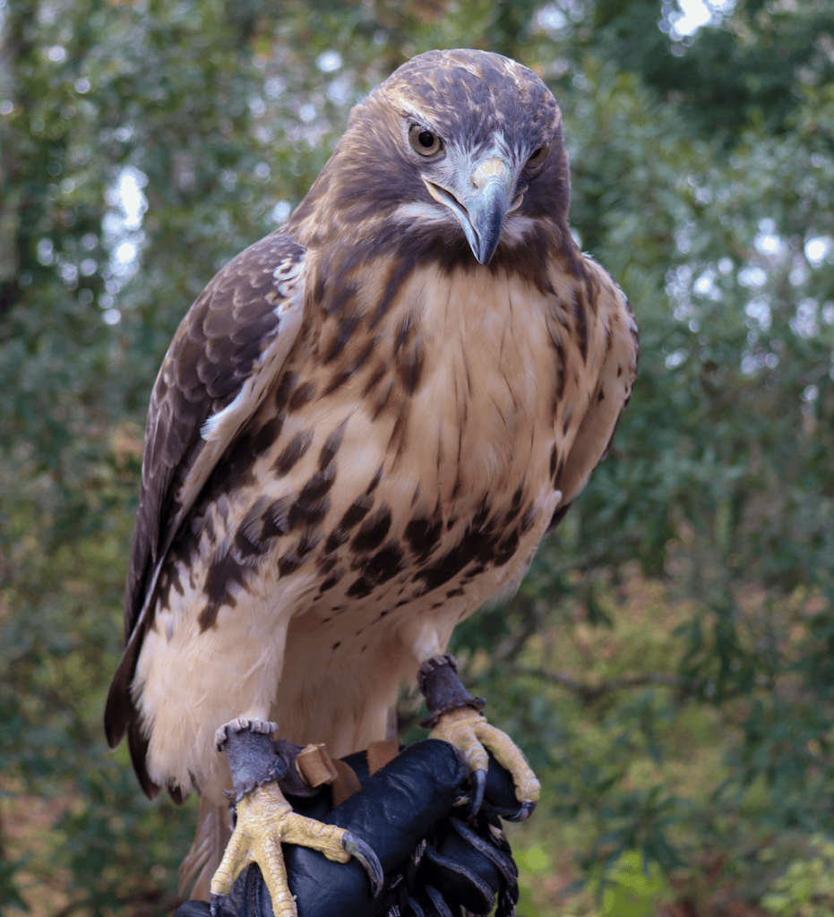 Red-Tailed hawk standing tall on gloved hand.