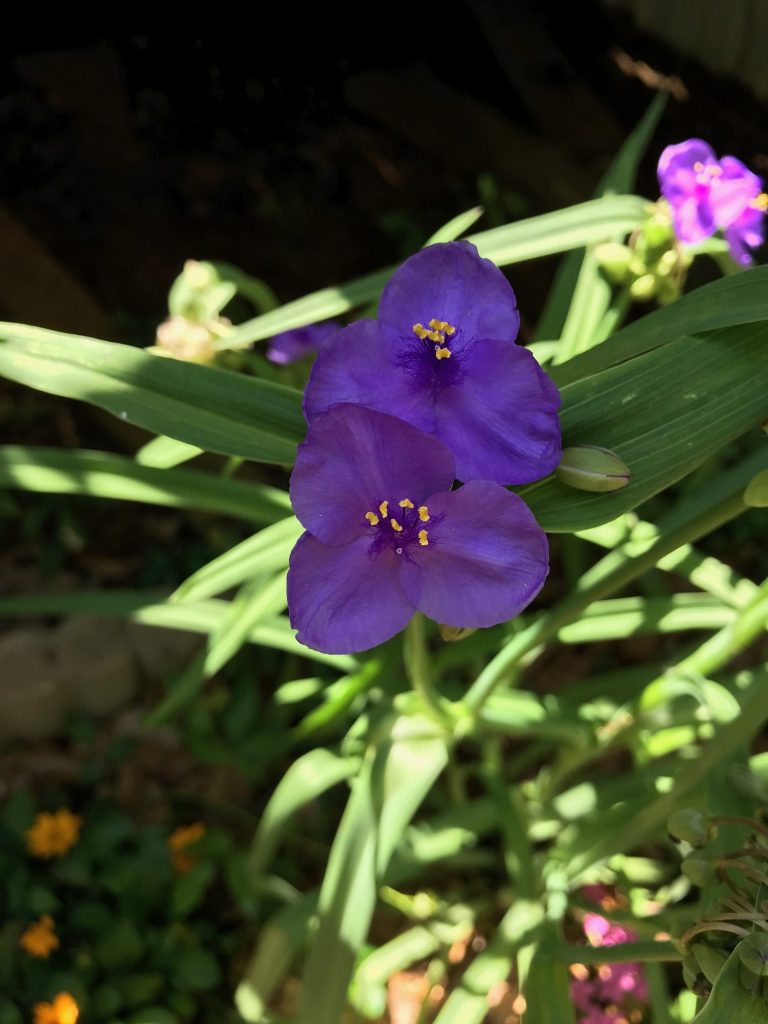 What Do You Need Field Trip Program. Vibrant Purple flower