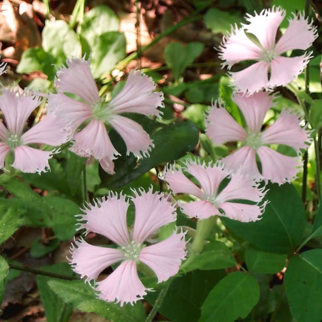location! location! location! field trip program featuring Georgia Native plant the fringed campion