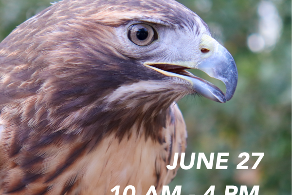 Red Tailed hawk photo with Bird day text over image.